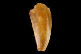 Serrated, Raptor Tooth - Real Dinosaur Tooth #149075-1